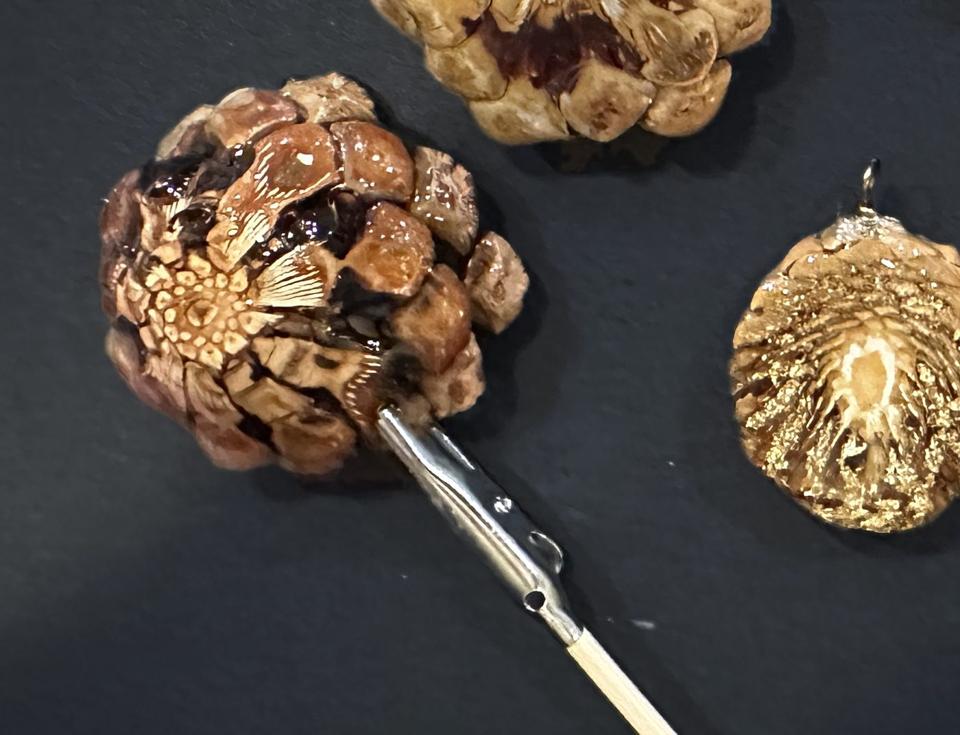 A glossy cross-cut pine cone held in a small clip on the workbench, next to another cone slice