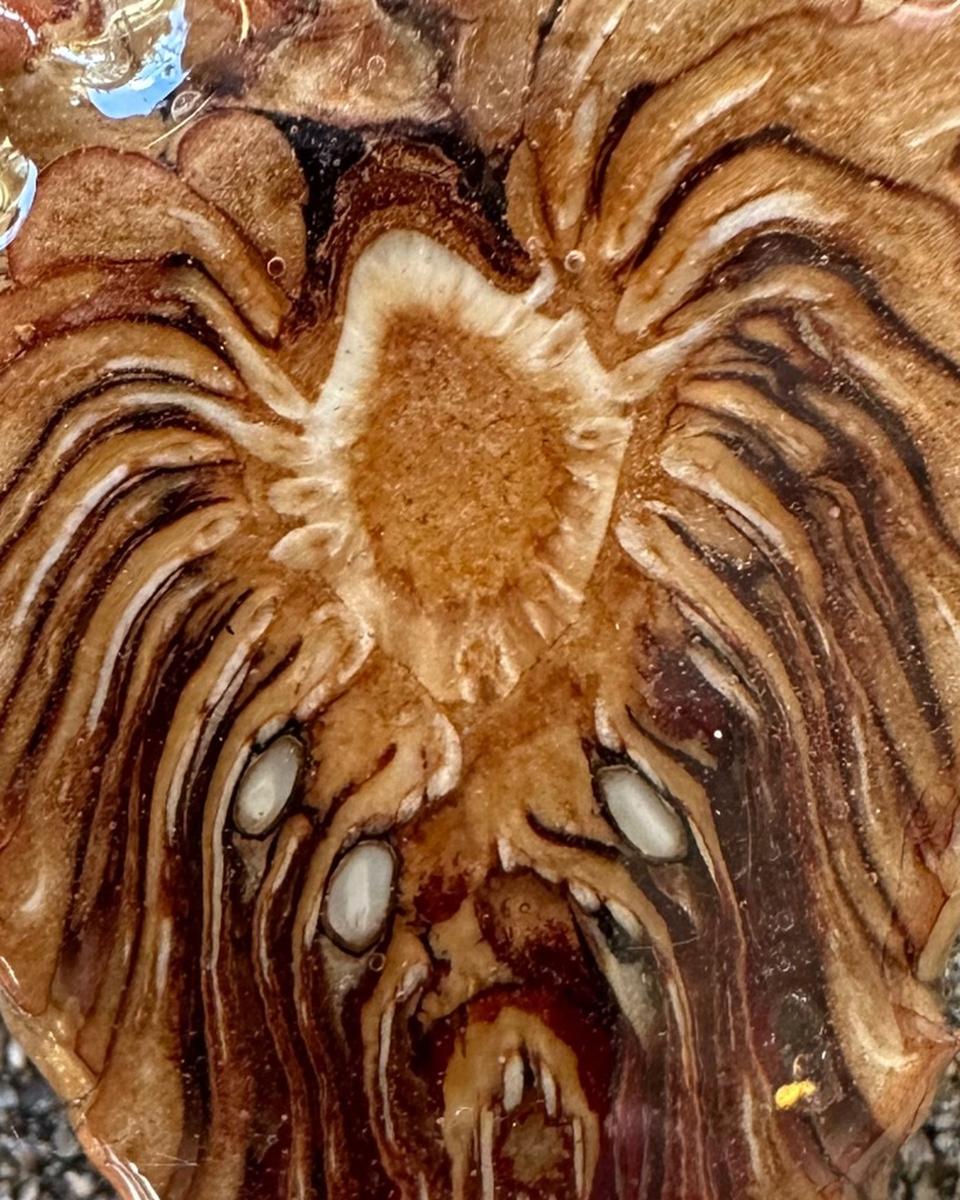 Close view of small white seed ends set among rust rays with dark brown lines running down between them