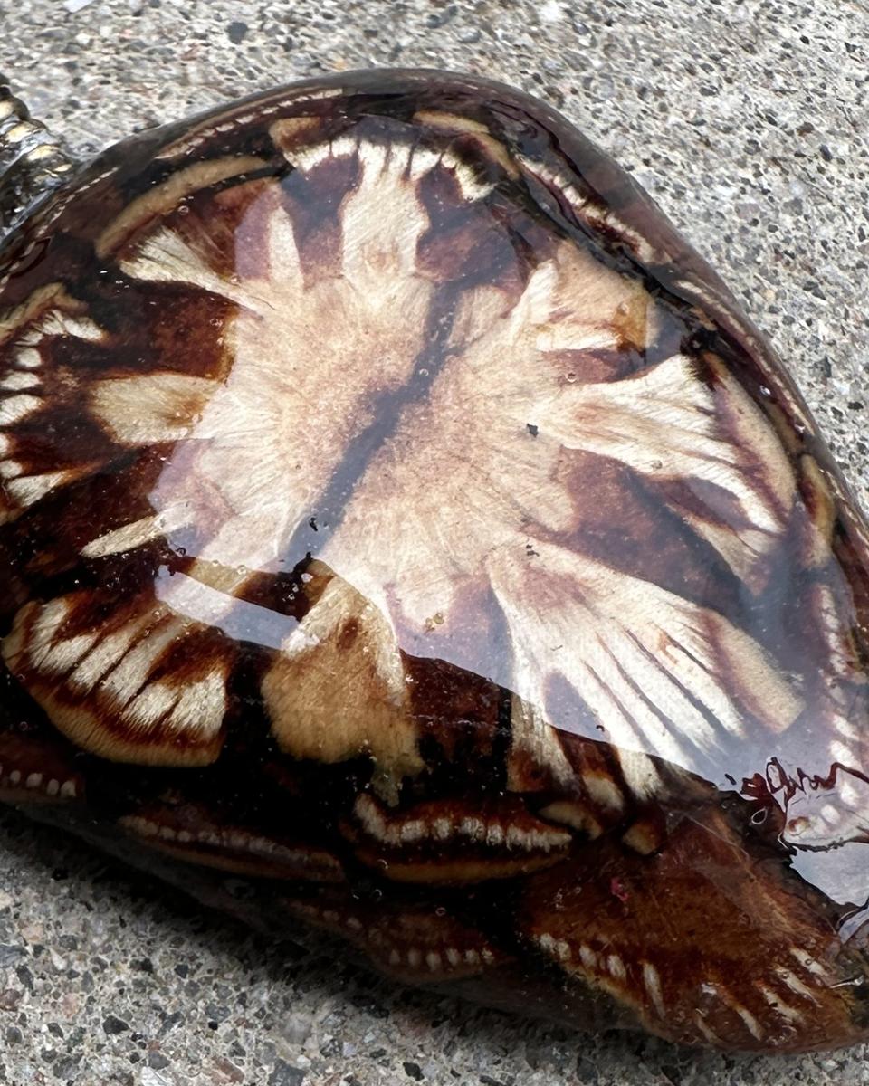 Close view of the cream burst pattern on deep brown