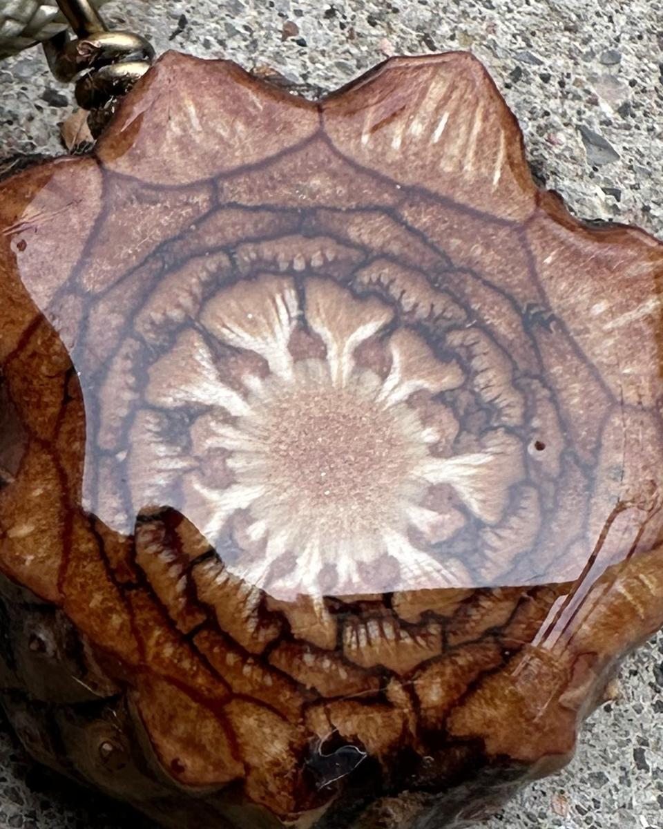 Close view of the pale star pattern and the rings of scales around it